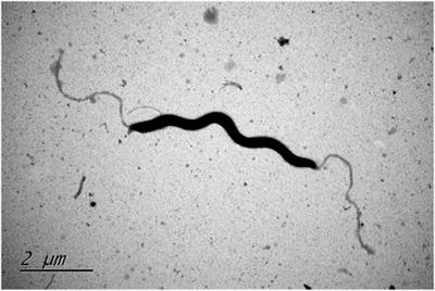 Helicobacter zhangjianzhongii sp. nov., isolated from dog feces